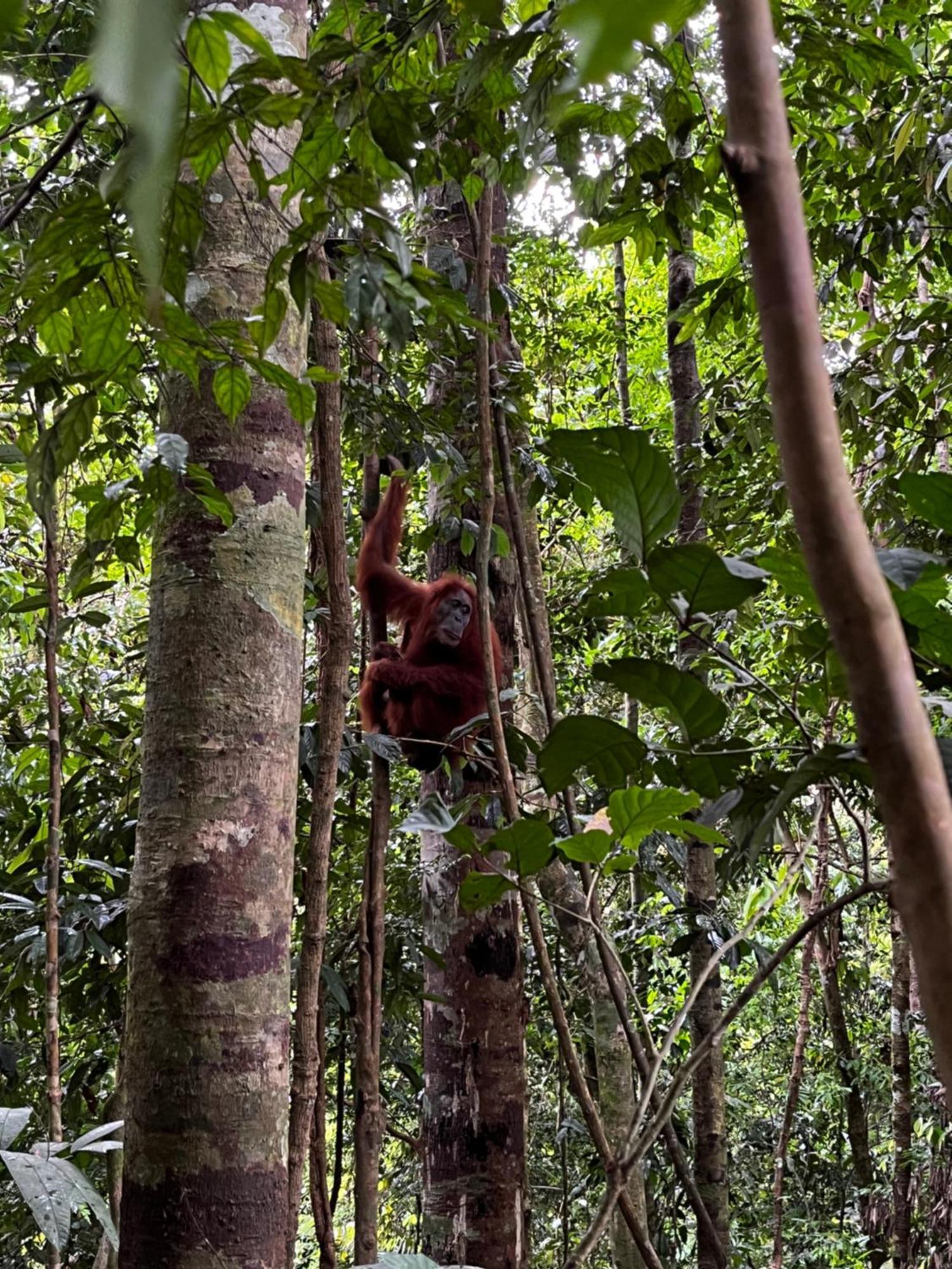 Charlys Little House Ξενοδοχείο Bukit Lawang Εξωτερικό φωτογραφία