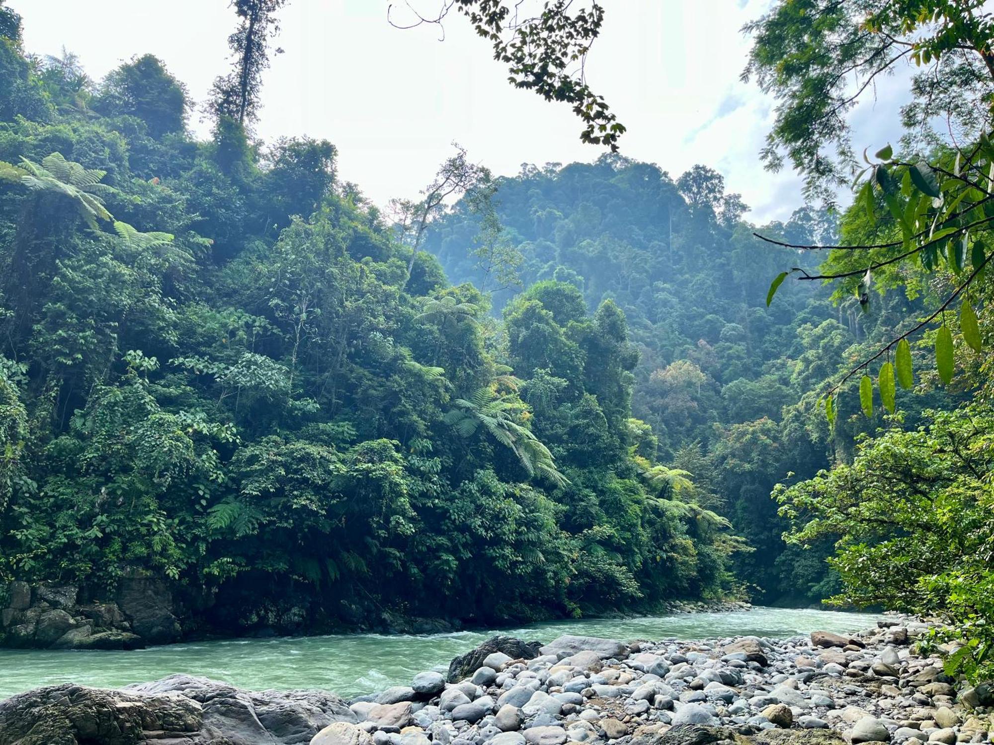 Charlys Little House Ξενοδοχείο Bukit Lawang Εξωτερικό φωτογραφία