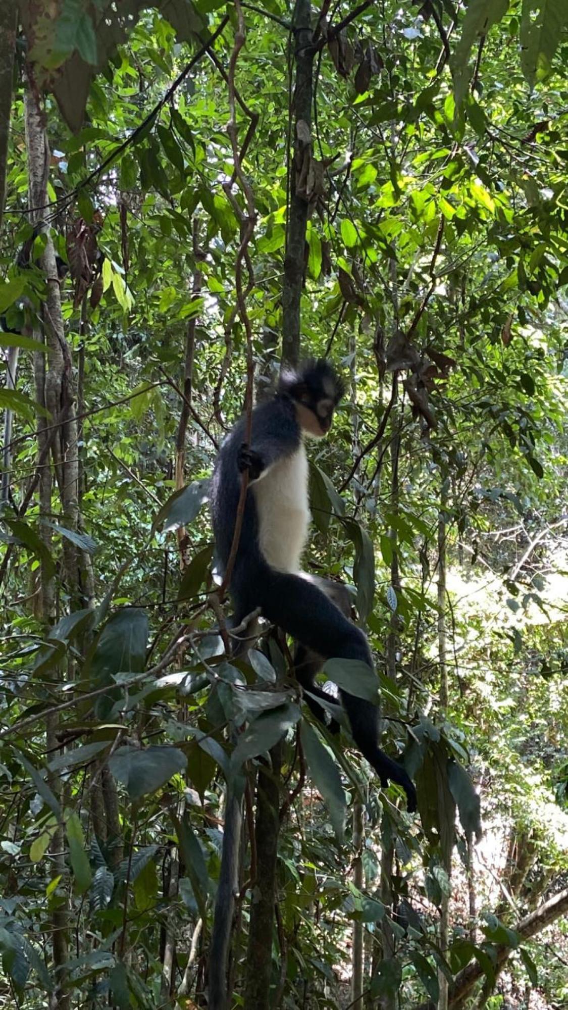 Charlys Little House Ξενοδοχείο Bukit Lawang Εξωτερικό φωτογραφία