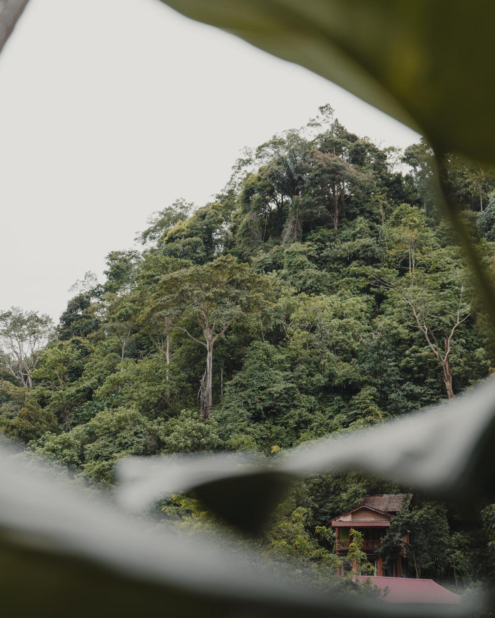 Charlys Little House Ξενοδοχείο Bukit Lawang Εξωτερικό φωτογραφία