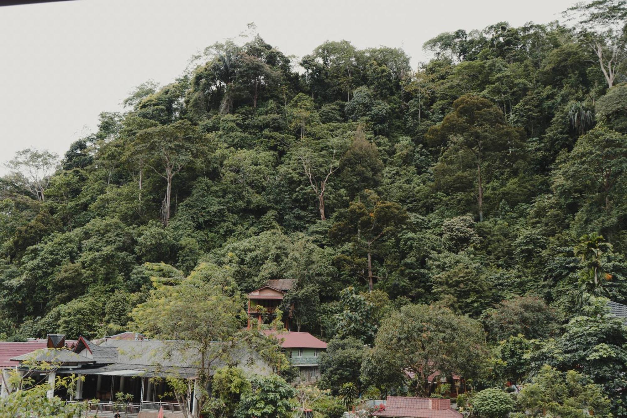 Charlys Little House Ξενοδοχείο Bukit Lawang Εξωτερικό φωτογραφία